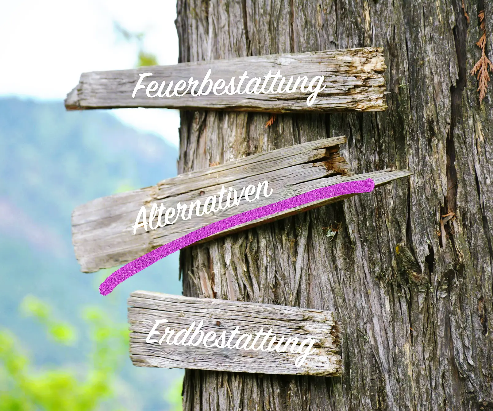 Feuerbestattung mit Entscheidungsfreiraum